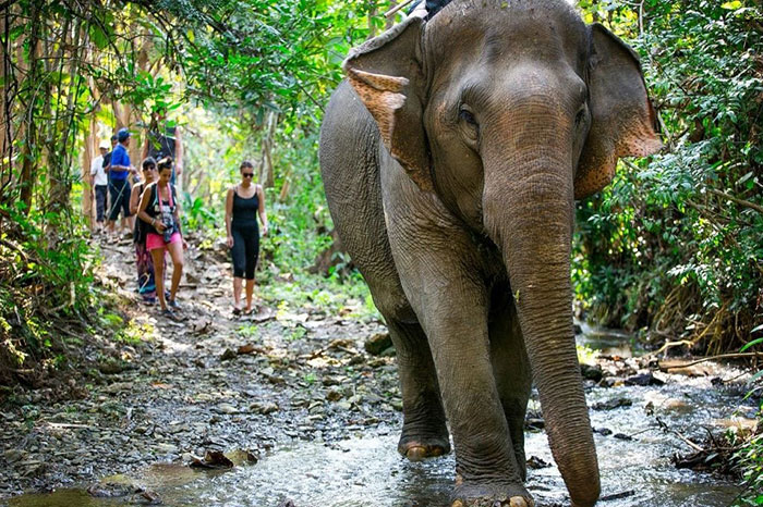 Luang Prabang écotourisme éléphants
